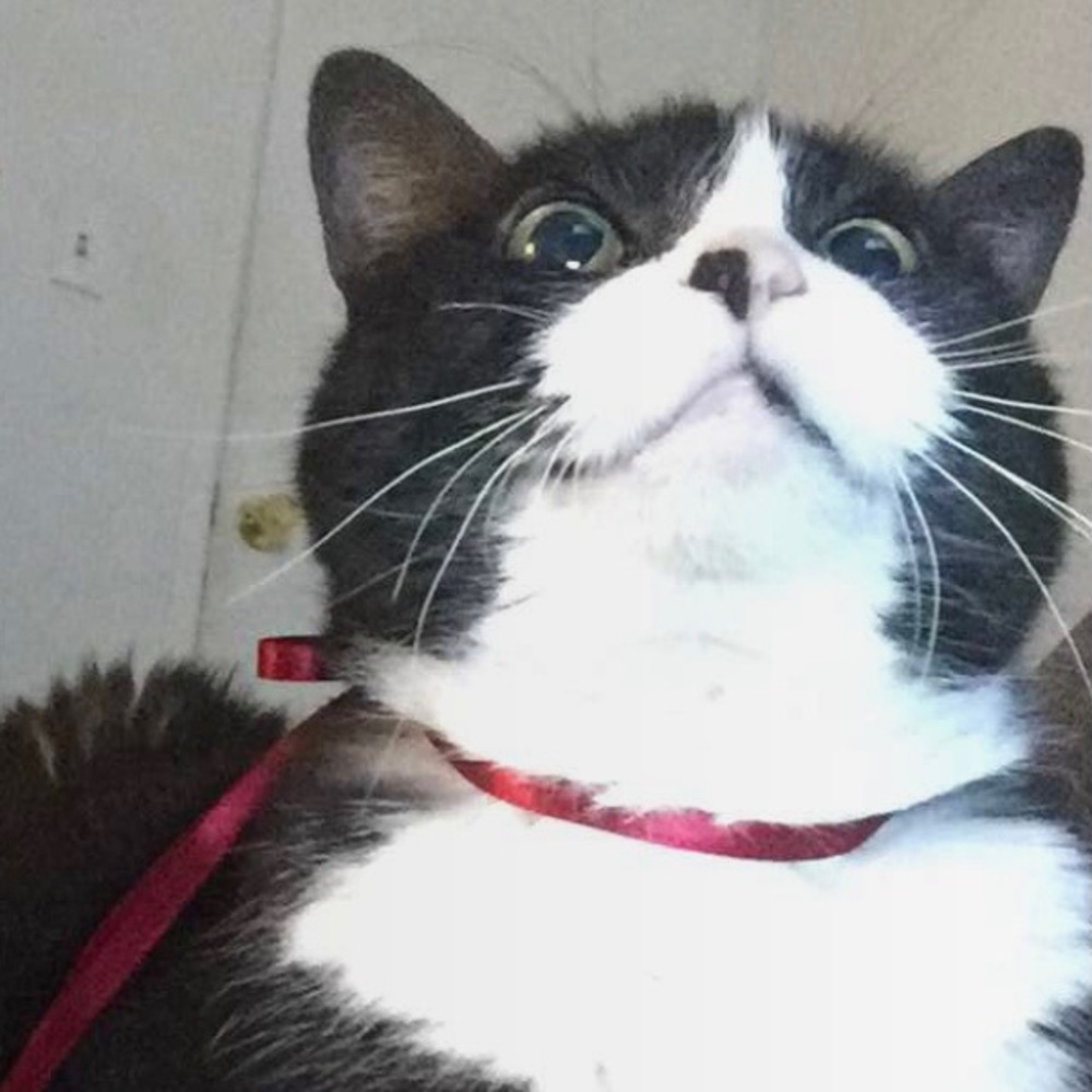 Meet your Posher, Madeleine